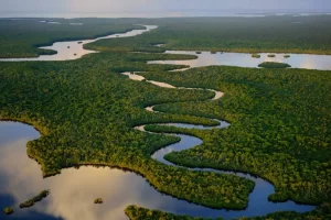 Mangrove forest of Floridas 10000 Islands