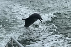 Dolphins playing