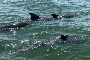 So many dolphins! Pod inches from the boat