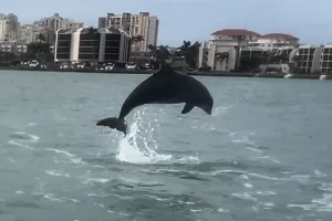 Look at that dolphin jumping out of the water