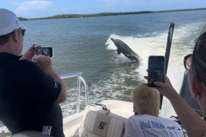 WOW dolphins jumping out of the water