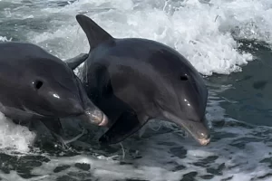 Atlantic Bottlenose Dolphins