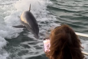 Bring your camera phone to take videos of the dolphins playing