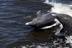 You have to see the dolphins when visiting Marco Island