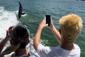 Take some pictures of the dolphins showing off