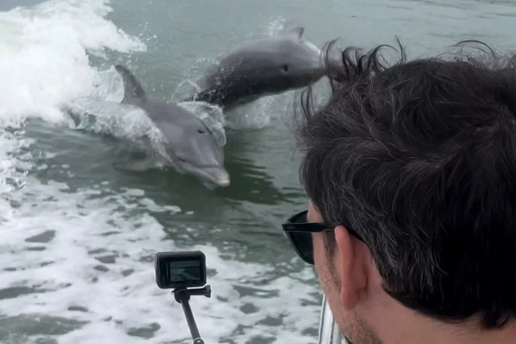 See the Marco Island dolphins on an eco tour boat ride