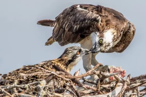 Osprey feeding her chick on an eco-tour boat cruise