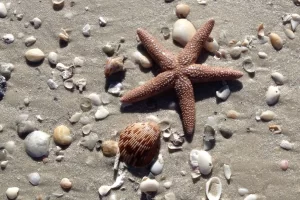 Questions about shelling Tours