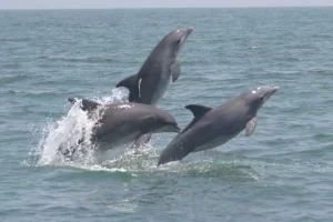 Dolphins love to jump and play