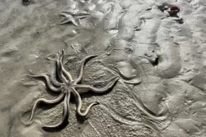 Live sea star on a Marco Island beach