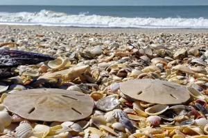 sand dollars and shells on a Marco Island beach