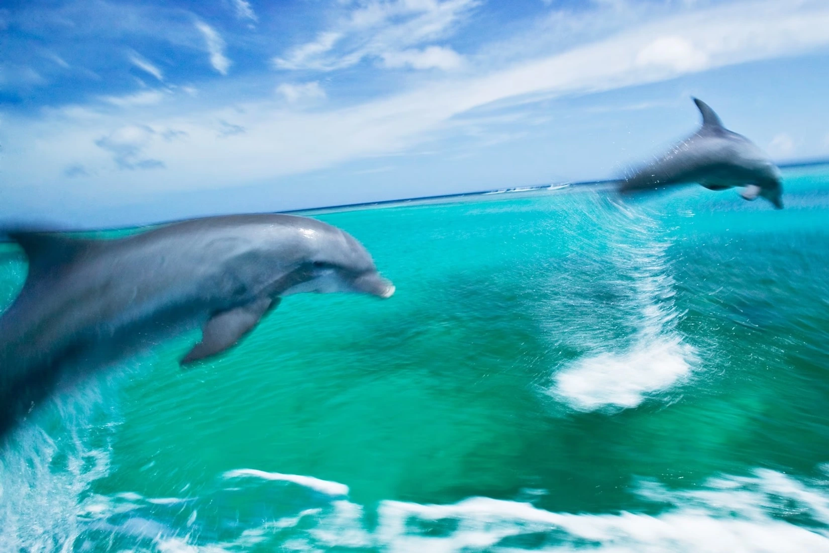 Dolphins jumping out of the water on a Marco Island cruise