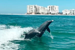 Dolphins playing in the wake of the boat during a Marco Island boat tour