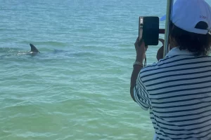 See dolphins on our boat tours