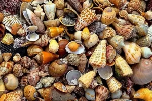 So many shells found on our private tour