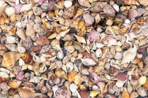 Colorful shells found near Marco Island Florida