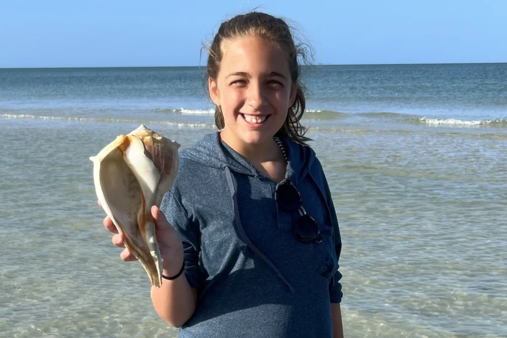 Find big shells like the Florida horse conch or Lightning Whelk