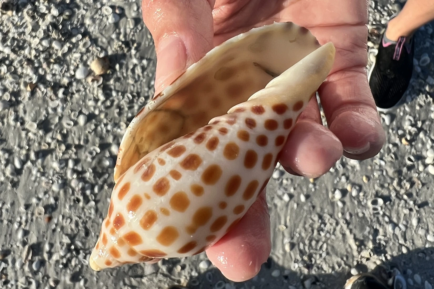 How to Find a Junonia Shell