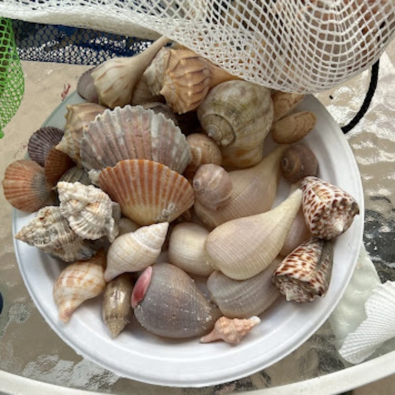 So many shells found on our top rated Marco Island shelling tours