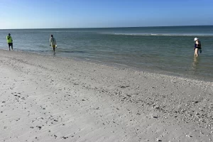 Wonderful shelling at Caxambas Pass south of Marco Island