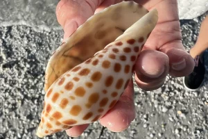 The junonia is very rare and hard to find in Florida