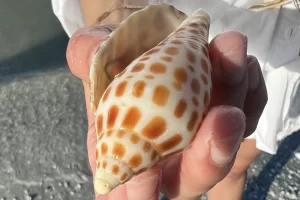 Perfect Junonia shell found near Marco Island