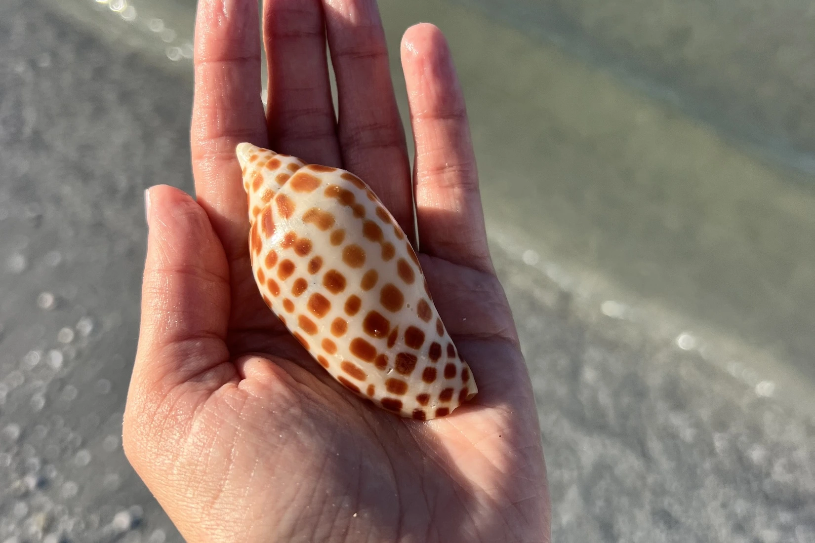 How to find a junonia shell on Marco Island