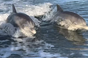 Can You Catch a Glimpse of Dolphins in Marco Island?