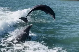 Big dolphin jump!