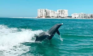 Dolphins playing south of Marco