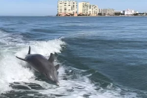 Dolphins can be seen on Marco Island