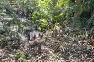 Swamp at the museum