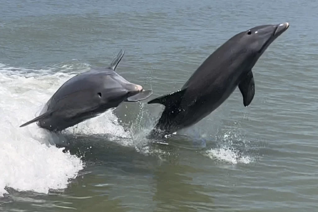 Dolphins jumping and playing on our Marco eco tour