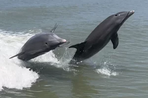 Dolphins jumping and playing on our Marco eco tour
