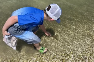 Shelling discovery