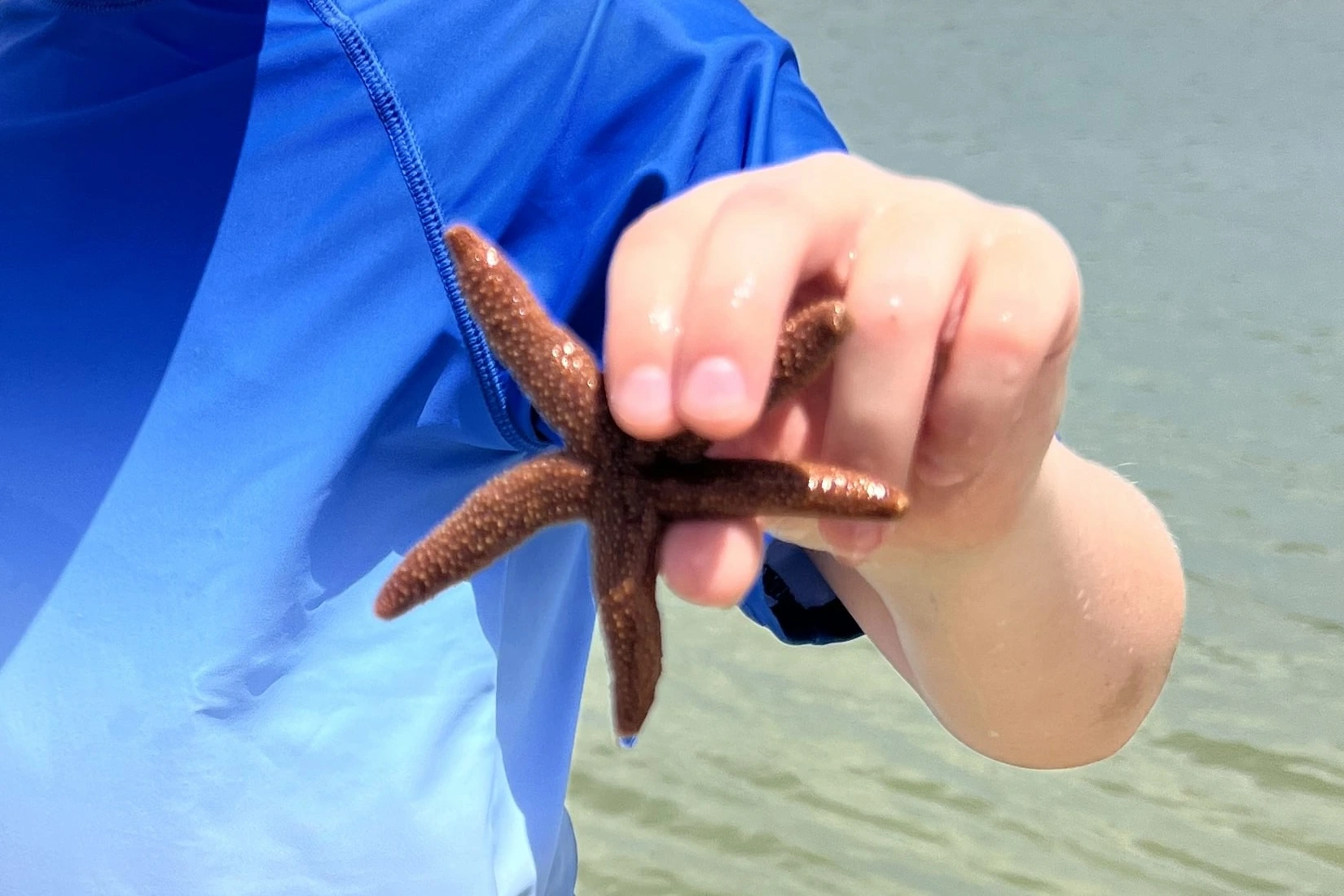 Sometimes live starfish can be found in the shallow calm waters on our Marco Island Dolphin Eco Tour
