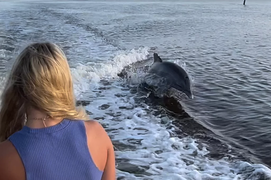 See dolphins within a few feet of the tour boat