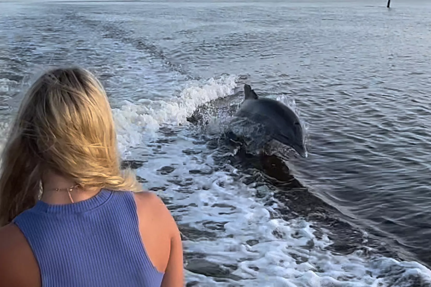 Best time to see dolphins on Marco Island