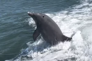 Best time to See dolphins on Marco Island makes everyone happy
