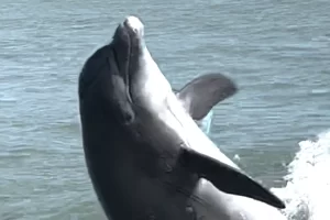 Playful Dolphins