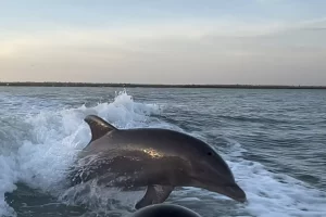 Dolphins love to play, surf and jump