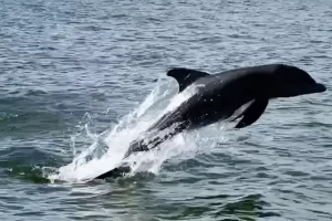 When's the best time to see dolphins on Marco Island? All day every day