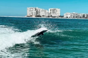 Year round dolphins on Marco Island