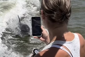 Dolphins are fun and playful