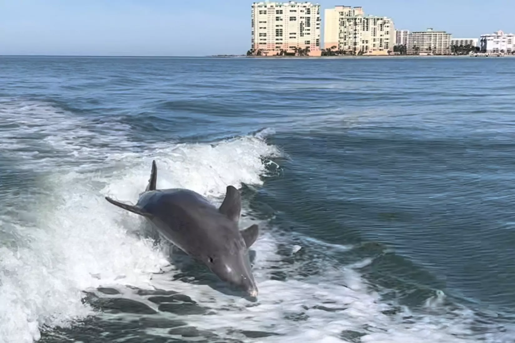 Best time to see dolphins on Marco Island