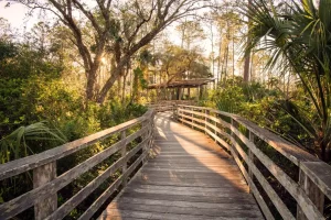 Corksrew Swamp Sanctuary in East Naples Florida