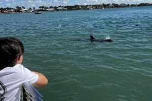 dolphin watch on Marco Island