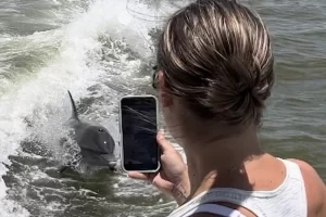 Dolphin sightings on Marco Island dolphin tours