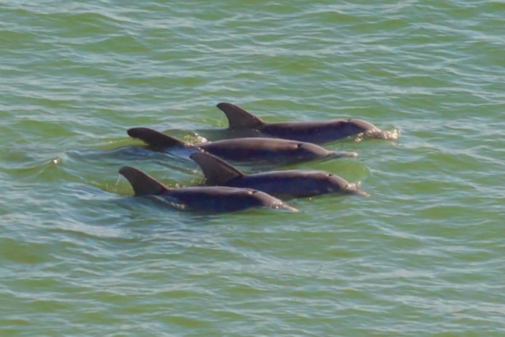 Dolphin tour FAQs for families about safety