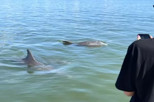 See dolphins on our award-winning dolphin tours